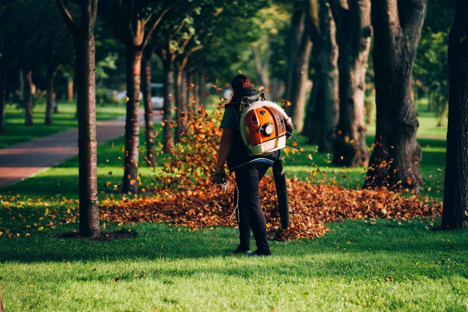 Best Tree Root Removal  in Forsyth, MO